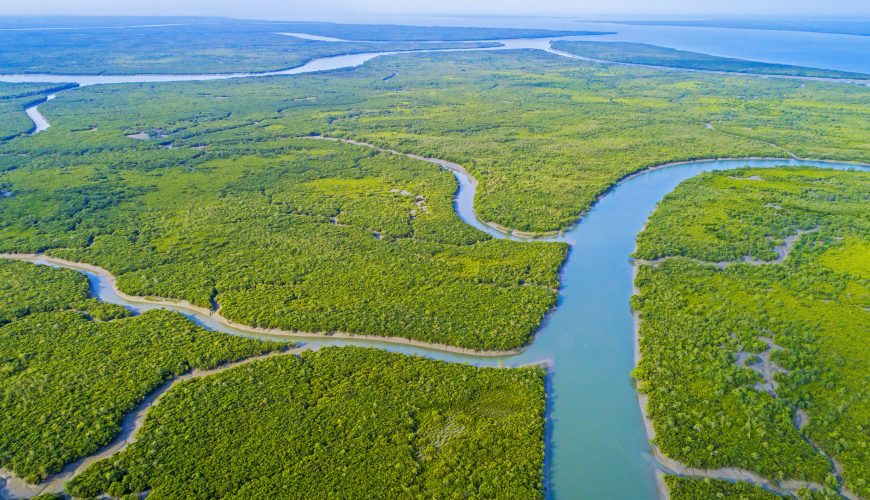 THE SUNDERBAN